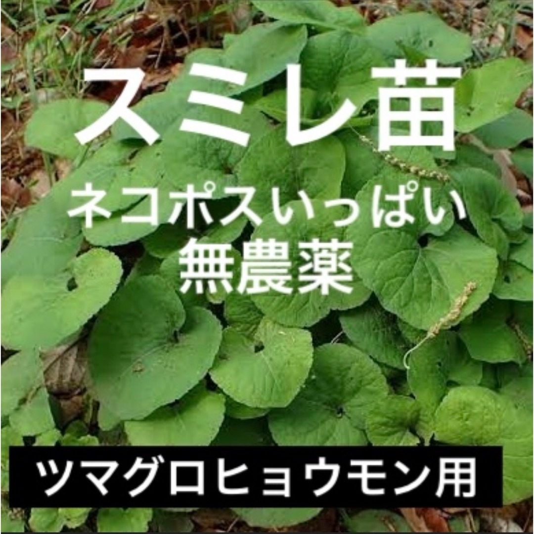 スミレ苗 ネコポスいっぱい ツマグロヒョウモン 幼虫用の通販 by ambis