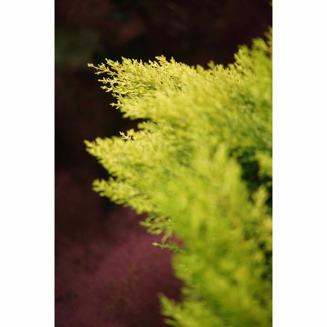 ZEISS - 作例付き Carl Zeiss TELE TESSAR 200mm F3.5の通販 by けん's