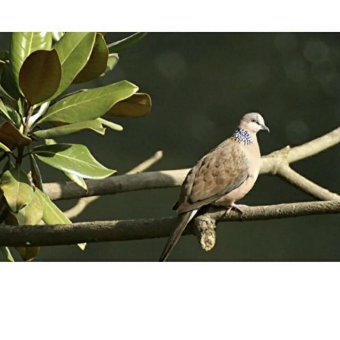 Canon一眼レフ用！望遠レンズ！サードパーティ製品！おすすめ！初心者