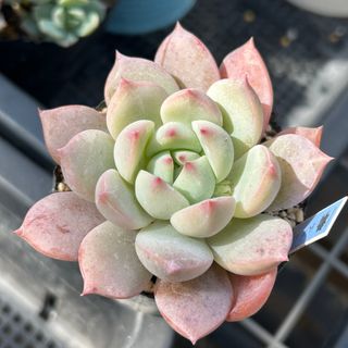 NEIGHBORHOOD - アガベ チタノタ レッドキャットウィーズル 斑入り? 4