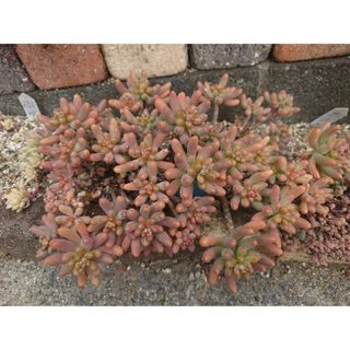 ビカクシダ willinckii Golden Boy sporeling 金童の通販 by ビカビカ