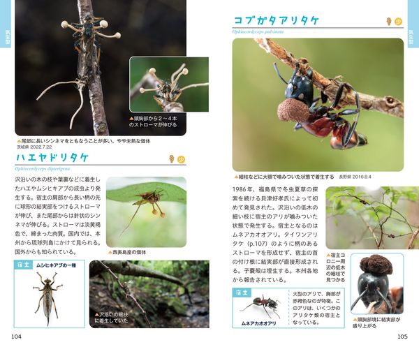 新訂 冬虫夏草ハンドブック 盛口 満(文・絵) - 文一総合出版 | 版元