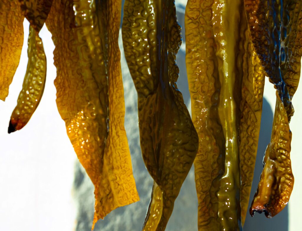 SHIRO】待望の”旬シリーズ”より「がごめ昆布」を使った新作美容液が