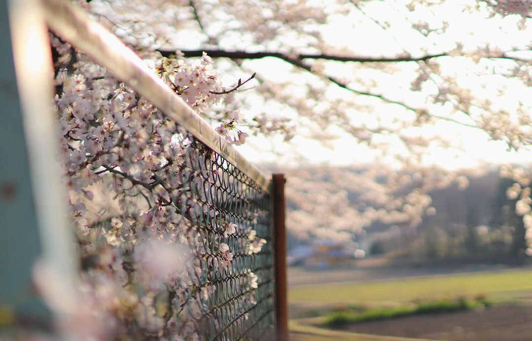 Canon EOS Kiss X9を徹底解説。作例からおすすめレンズまで | ONE