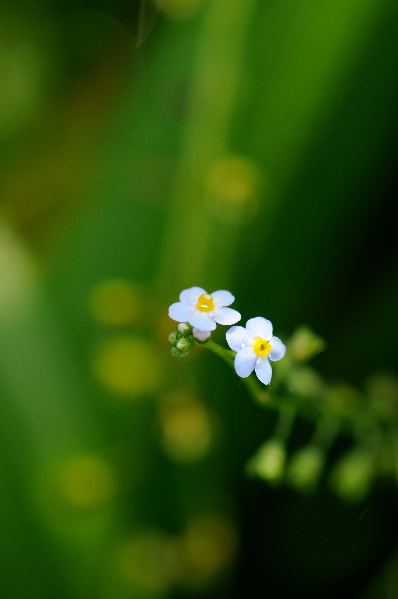 Nikon AF-S VR Micro-Nikkor 105mm f/2.8G IF-EDを徹底解説。作例から