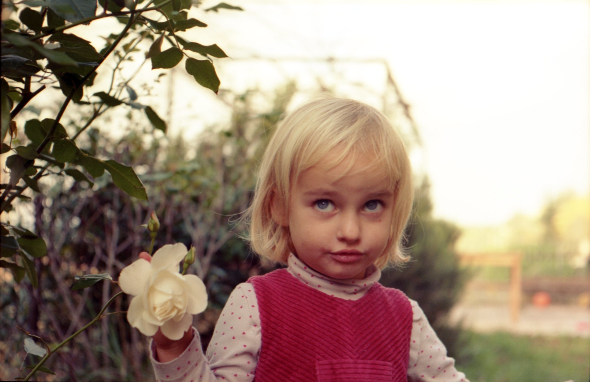 Carl Zeiss Jena Tessar 50mmF2.8を徹底解説。作例から中古相場まで