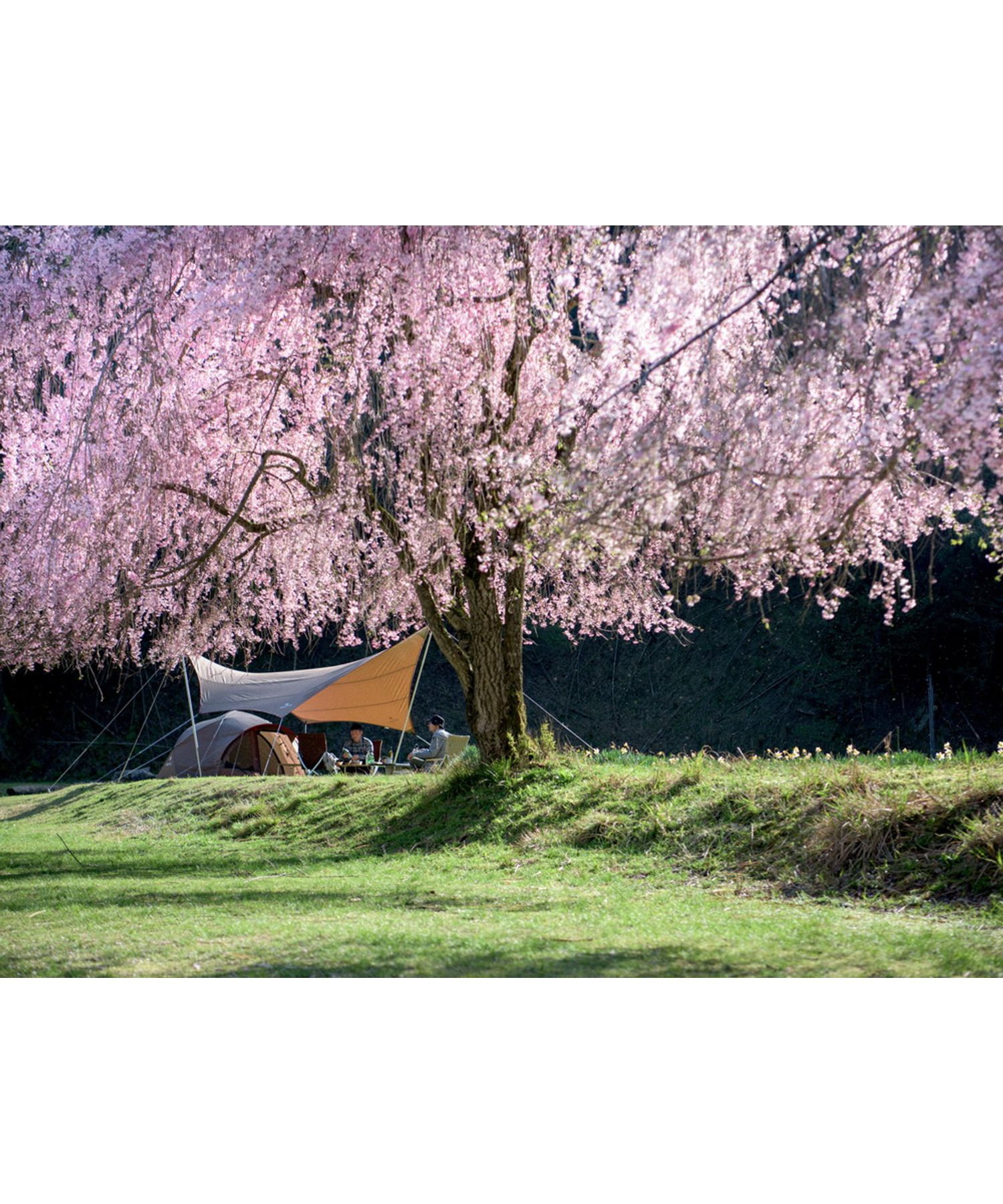 HDタープ“シールド”・ヘキサ（L）Proセット [6人用]| スノーピーク