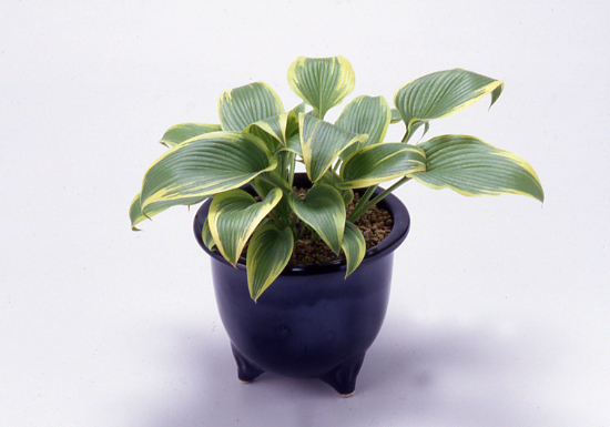 ギボウシ（ホスタ）の種類（原種、品種）｜植物図鑑｜みんなの趣味の