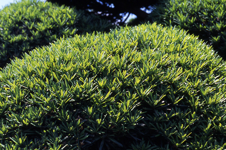 イヌマキの育て方・栽培方法｜植物図鑑｜みんなの趣味の園芸（NHK出版）