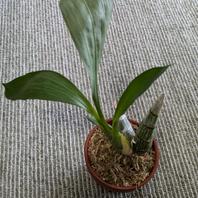 カタセタムの種類（原種、品種）｜植物図鑑｜みんなの趣味の園芸（NHK