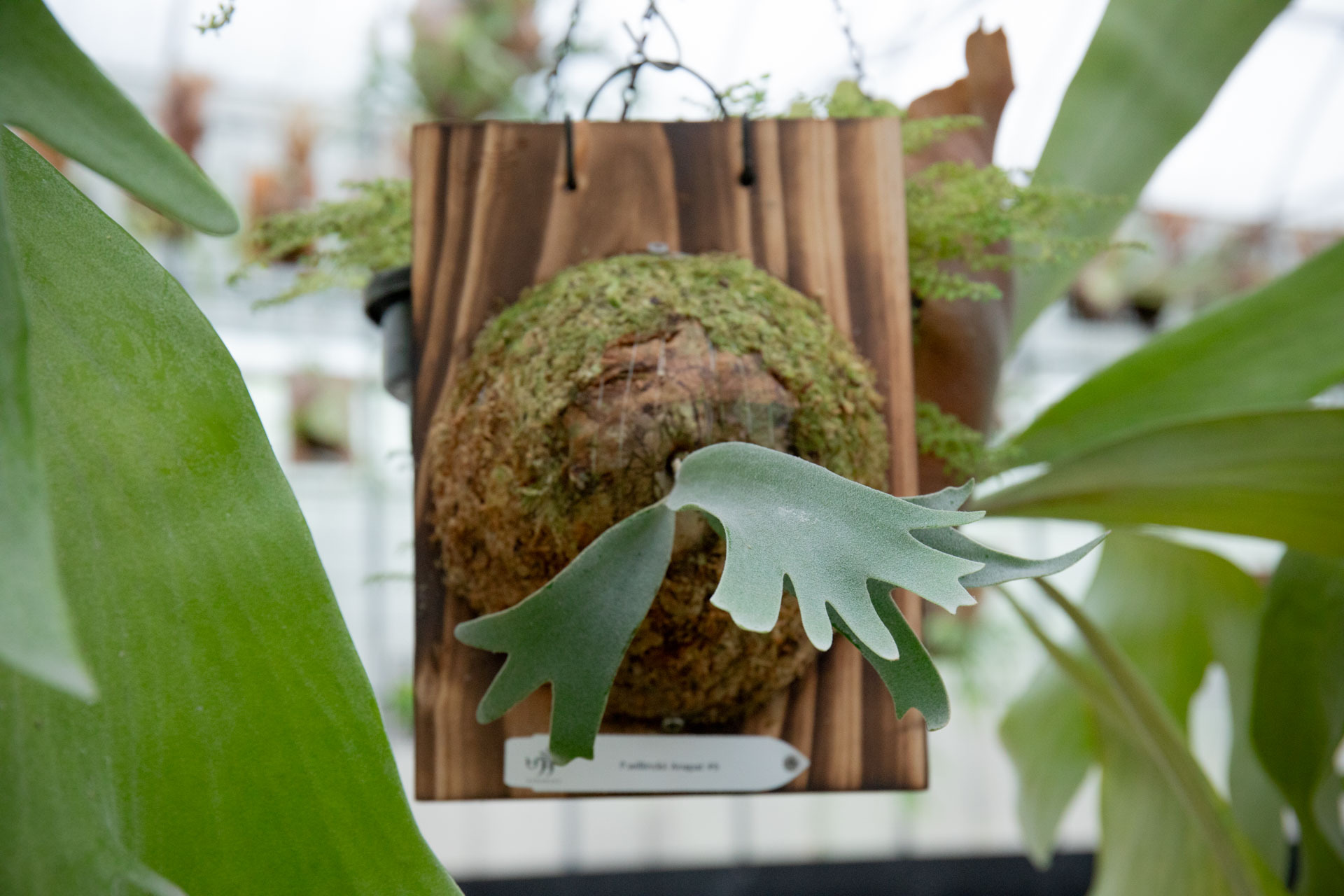 P.willinckii Anapat #9