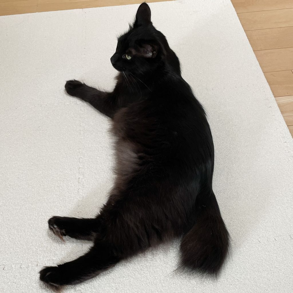 3/10芝浦】ふわふわもっちり半長毛♪なでなで大好き | 雑種（ミックス