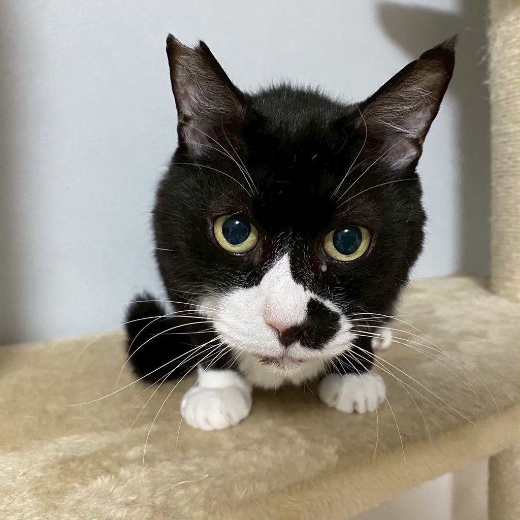 ちょび髭がチャームポイント☆快斗くん | 雑種（ミックス猫） | NPO