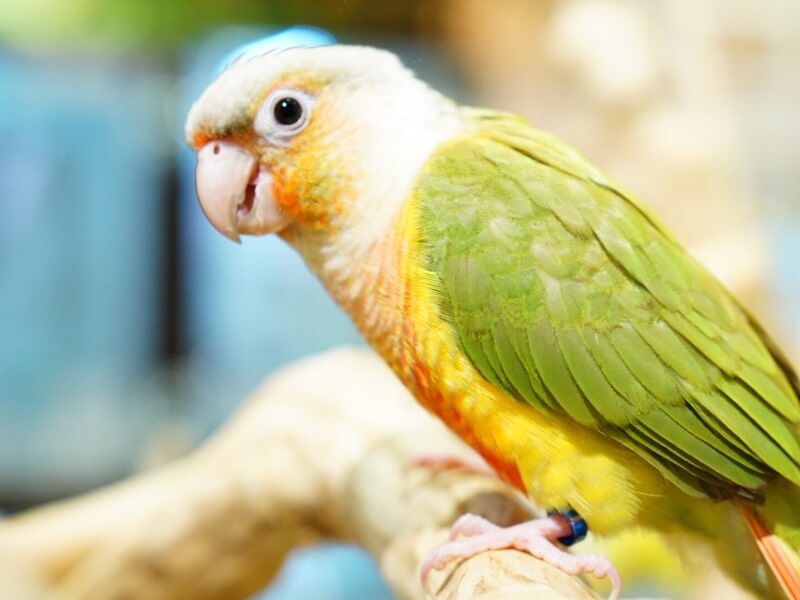 獣医師監修】賢くかわいい「ウロコインコ」はどんな鳥？ウロコインコの