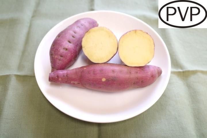 栗かぐや【登録品種名HL1】（切苗10本1束） - 児湯芝農園オンライン