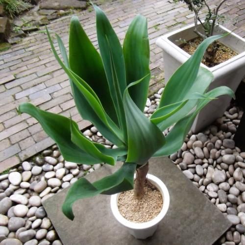 アガベ・アテナータ 7号 - 植物と暮らす m-plant