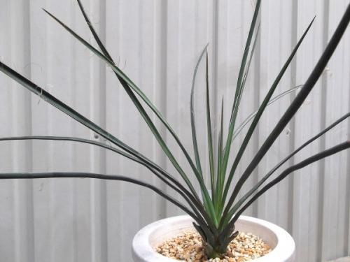 ユッカ・ペリクローサ 6号 - 植物と暮らす m-plant