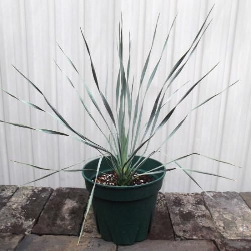 ユッカ・ロストラータ 7号 - 植物と暮らす m-plant