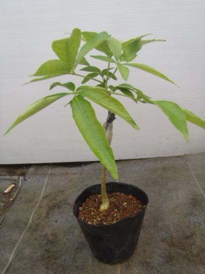 熱帯果樹ホワイトサポテ 接木苗 スマサーズ - 植物と雑貨のセレクト