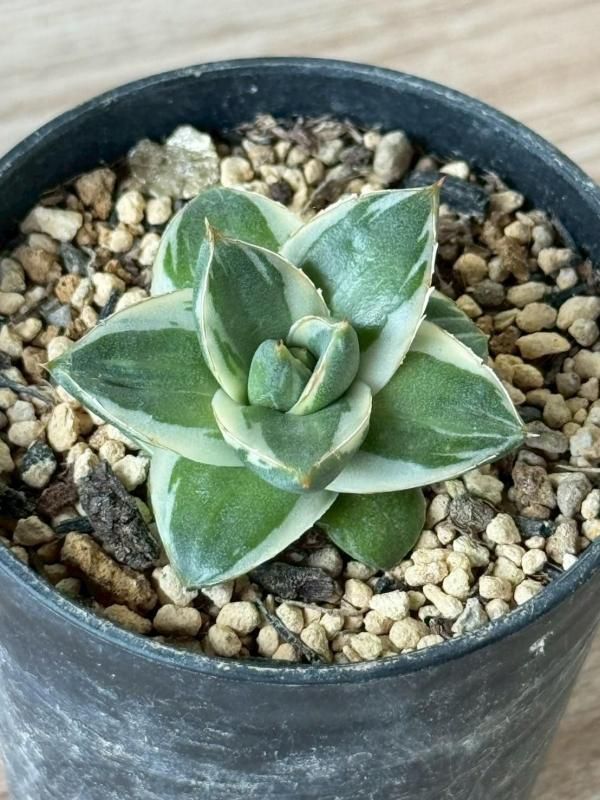 アガベ「ピンキー」