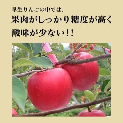 やまさん農園三戸の＜特選＞サンつがる約10kg約32-36個L～LL玉