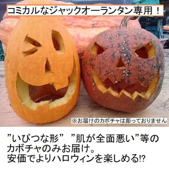 訳ありかぼちゃ8個セット | ハロウィン用 - 花の館webshop本店