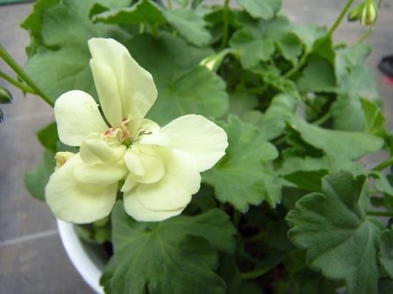 珍しい黄花】 ゼラニウムユーロスター 5号鉢 - 花の館webshop本店