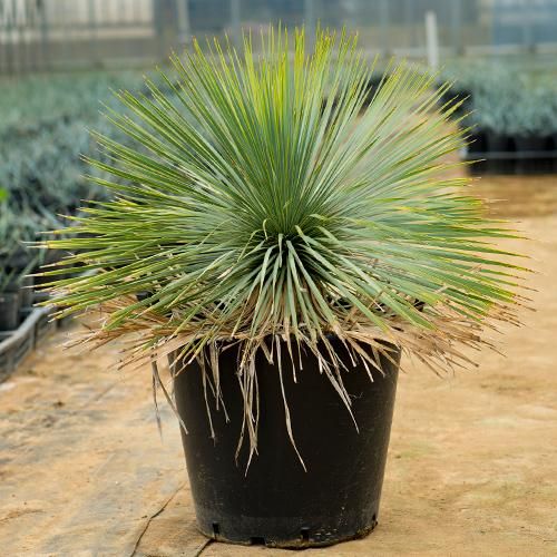 AL-F1139】ユッカ ロストラータ 超美形 高次元ダブル シルバー個体