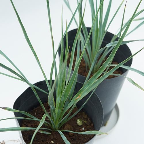 お買い得セット！［耐寒＆耐陰性］実生2～3年 ユッカ ロストラータ 2