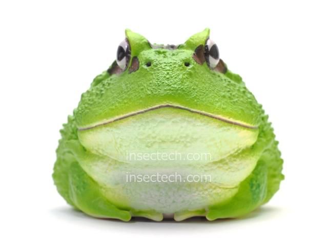 動物の惑星】クランウェルツノガエル（抹茶）フィギュア - 昆虫採集