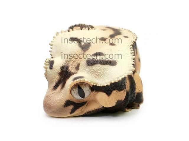 廃番国内在庫限り】【動物の惑星】オウカンミカドヤモリ（リリー