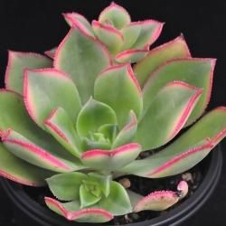 アエオニウム/Aeonium - SABOTENTARO.COM