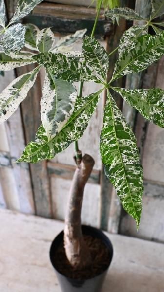 斑入りパキラ「ミルキーウェイ」5号・6号 - バルコニースタイル