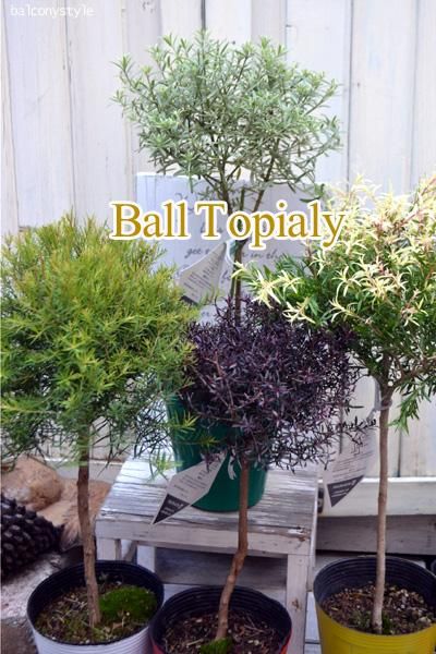 ティーツリー・ウェストリンギアボールトピアリー4種 - バルコニー