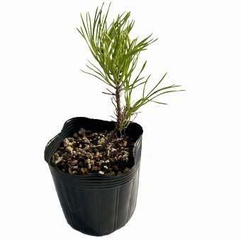 小品盆栽・盆材素材苗・黒松｜岩崎園芸ネットストア