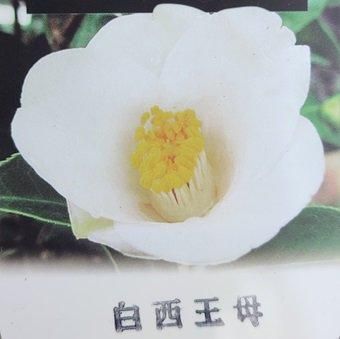 ツバキ「白西王母」 - 山野草・高山植物の通信販売店｜岩崎園芸ネット