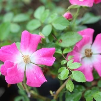 サクラバラ - 山野草・高山植物の通信販売店｜岩崎園芸ネットストア