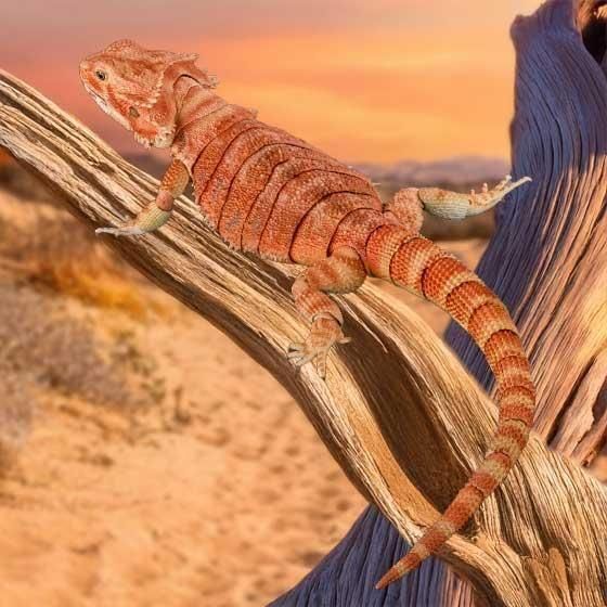 いきもの大図鑑プレミアム フトアゴヒゲトカゲ（レッド）