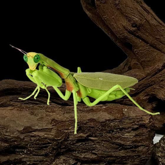 バンダイ いきもの大図鑑 かまきり04 ムネアカハラビロカマキリ（成体）