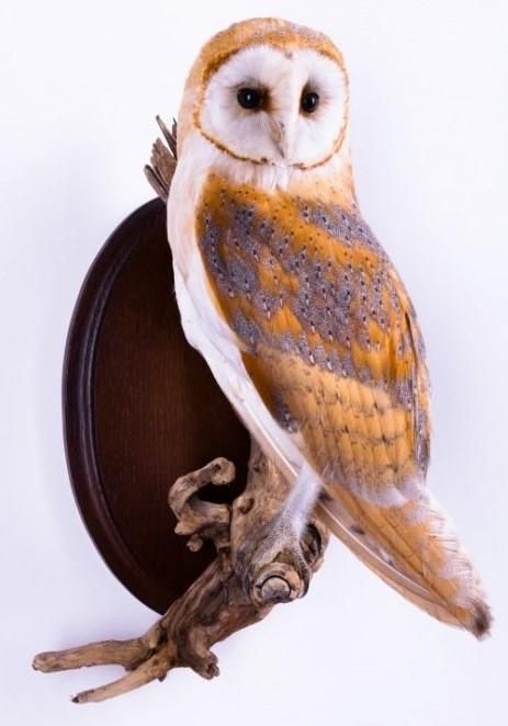 メンフクロウ 剥製（壁掛け） - 頭骨・骨格標本・剥製販売 【Core-Box】