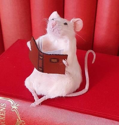 本を読むネズミ 剥製 - 頭骨・骨格標本・剥製販売 【Core-Box】