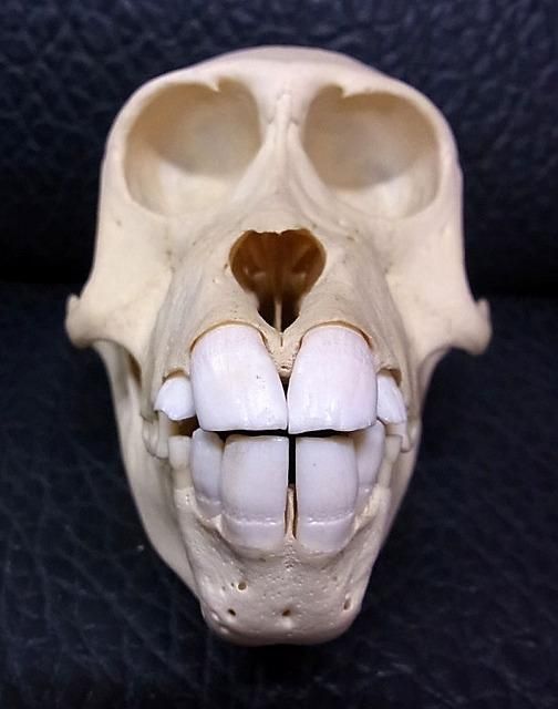 即納☆高品質！ニホンザル 頭骨 - 頭骨・骨格標本・剥製販売 【Core-Box】