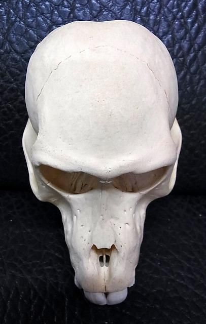 即納☆高品質！ニホンザル 頭骨 - 頭骨・骨格標本・剥製販売 【Core-Box】