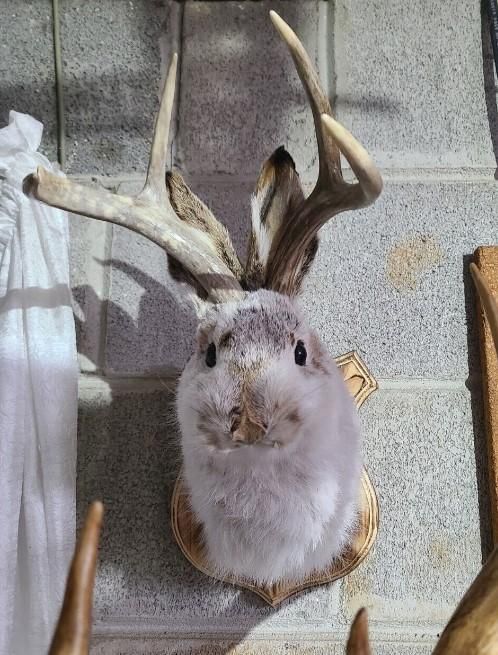 UMA ジャッカロープ 壁掛け No.2 - 頭骨・骨格標本・剥製販売 【Core-Box】