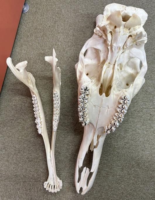 ☆ 即納 ☆ ケープキリン South African Giraffe 頭骨 ♂ 76cm C