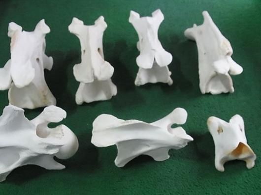 ☆即納☆キリン Giraffe 首の骨（NECK VERTEBRA）頚椎 7点セット