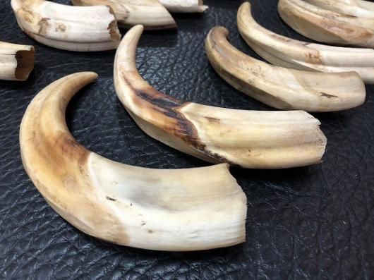☆ 即納 ☆ イボイノシシの牙（中）2本セット - 頭骨・骨格標本・剥製