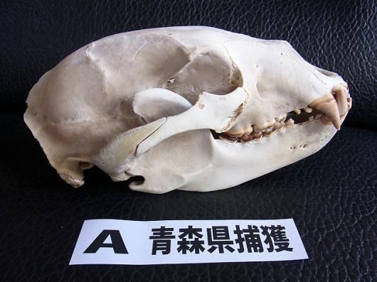 即納☆お勧め！☆ツキノワグマの頭骨 ☆A 青森県捕獲 - 頭骨・骨格