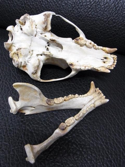 即納☆お勧め！☆ツキノワグマの頭骨 ☆C 岐阜県捕獲 - 頭骨・骨格