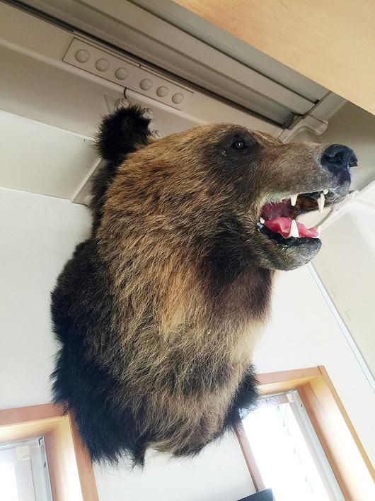 即納☆大迫力！ 蝦夷ヒグマ（エゾヒグマ）剥製☆ - 頭骨・骨格標本